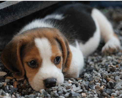 signs of newborn puppy constipation