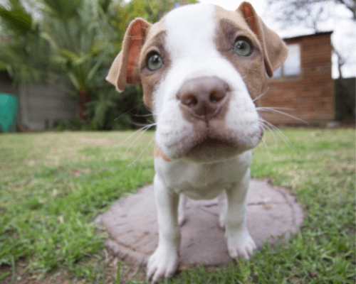 Constipated 3 Week Old Puppy? [Here’s What You Need To Know]… (4)
