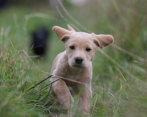 constipated puppy 5 weeks old