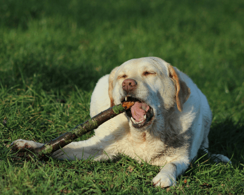 what happens if a dog eats wood