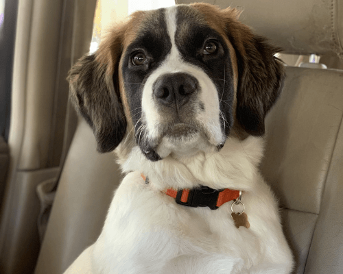 dog anxiety in car symptoms