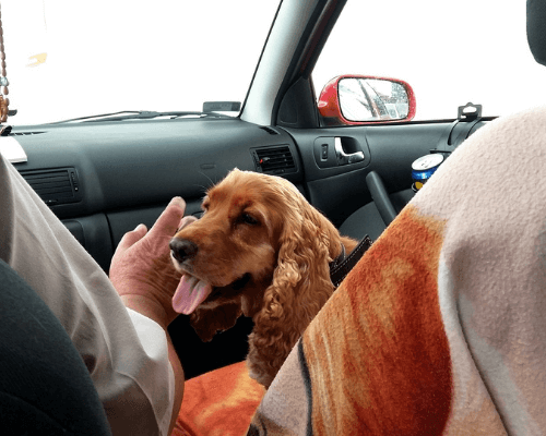 how to calm dog in car