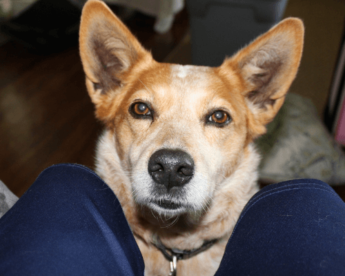 are red heelers good with other dogs