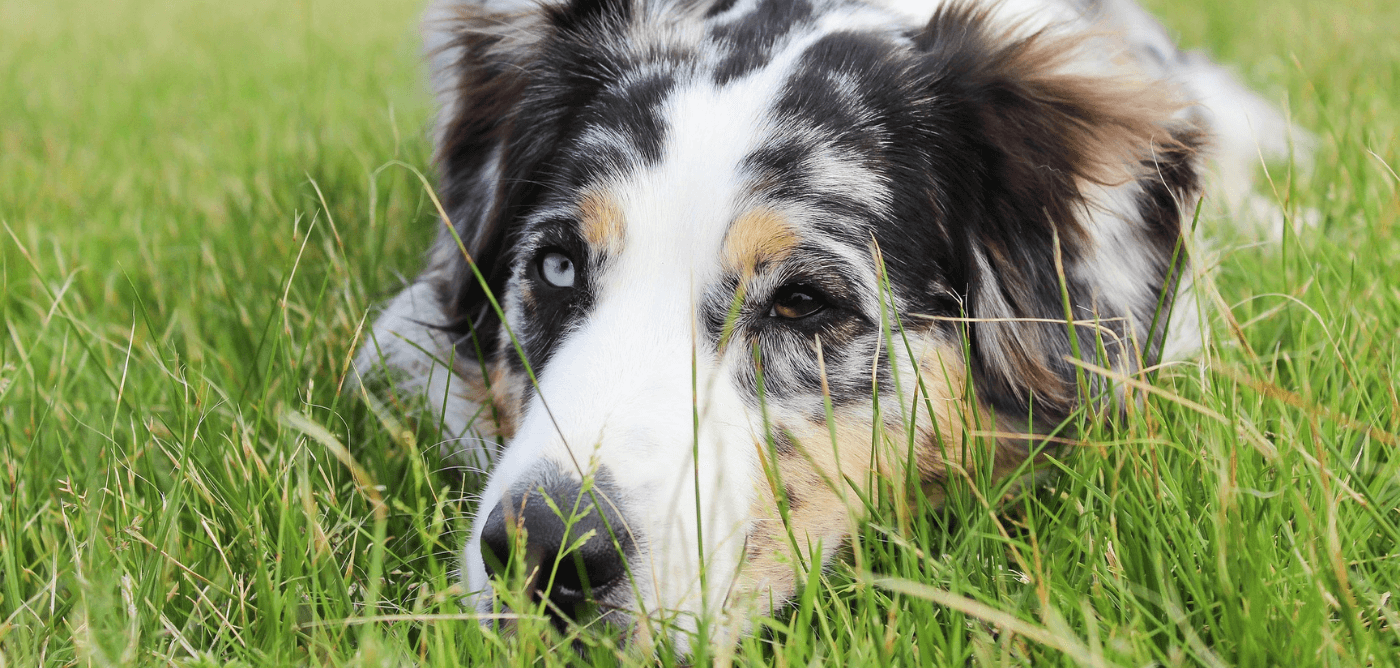 Your Dog Ate Cheese? [Here's Everything You Need To Know]... - Fun With