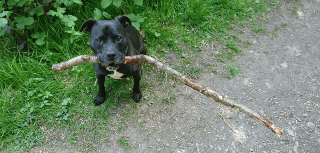 my dog ate a stick
