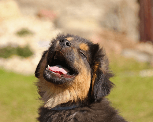 teething puppy fishy breath