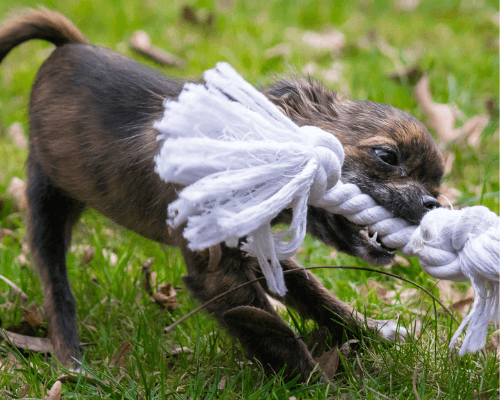 dog ate string what to do