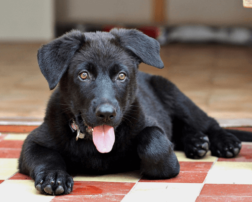 puppy bad breath home remedy