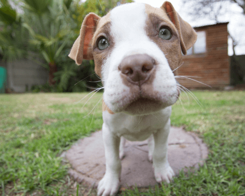 puppy unsteady on back legs