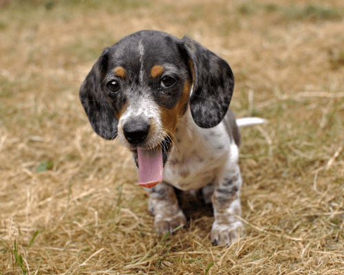 puppy teething bad breath remedy