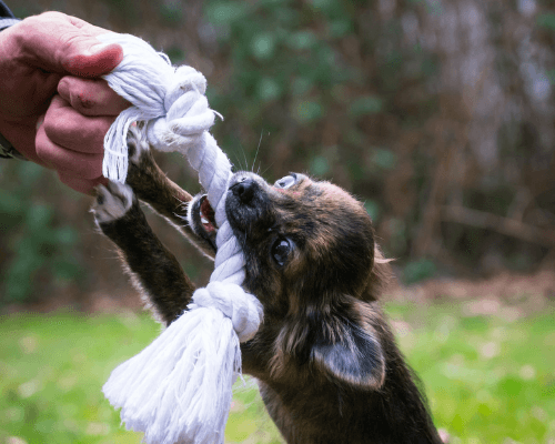 Dog Ate String From Rope Toy