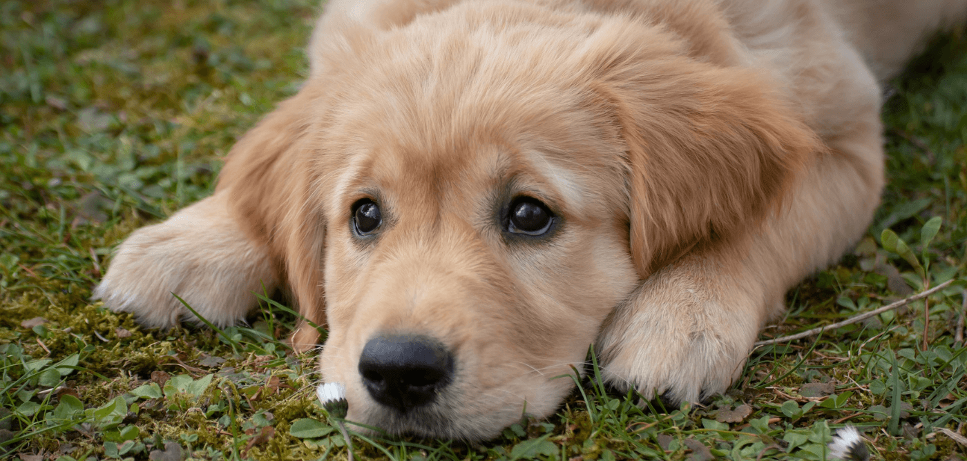 dealing-with-parvo-day-by-day-ultimate-guide-to-canine-parvovirus