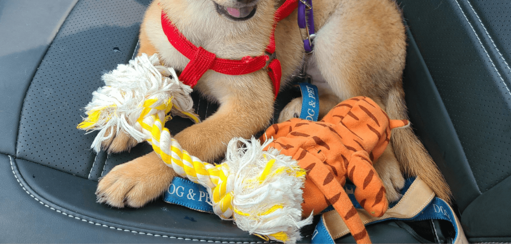 dog eating rope toys