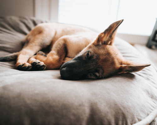 how long should a puppy sleep in your room