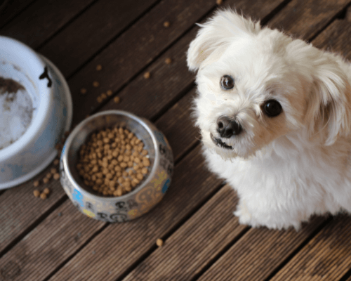 changing dog food too quickly symptoms