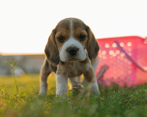 dog huffing when excited