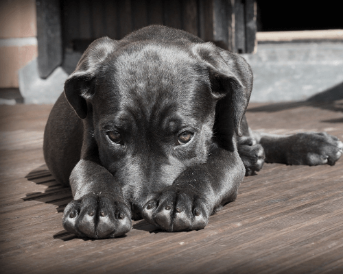 dog ate chocolate how long until symptoms