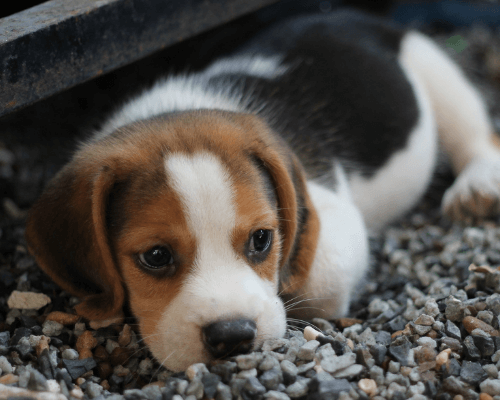 puppy front leg shaking when standing