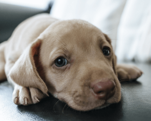 puppy leg shaking when sleeping