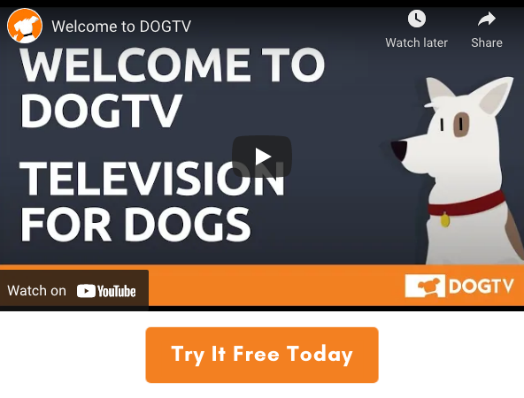 dog tv review