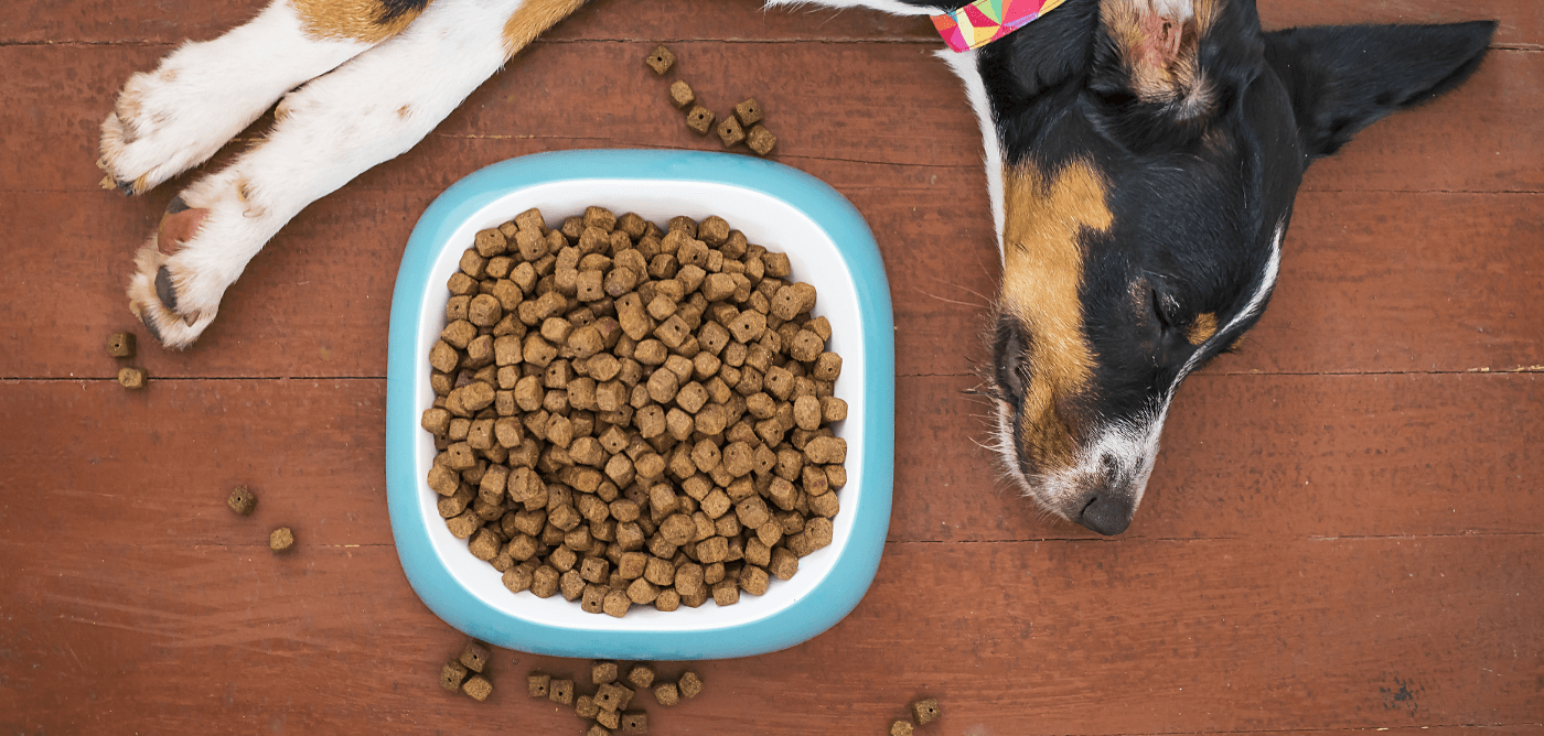 Switching Your Dog Food Cold Turkey? Here's What You Need To Know [Step