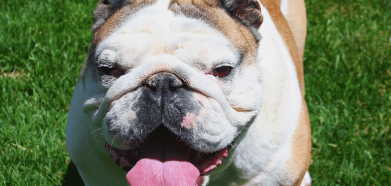 There's A Pink Spot On Your Dog's Lip? [Here's Everything You Need To ...