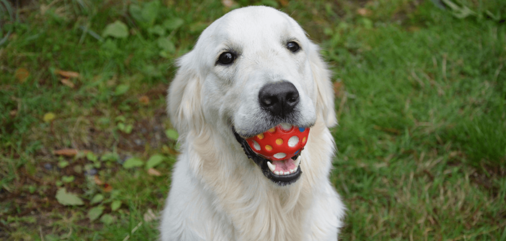 dog ate rubber ball