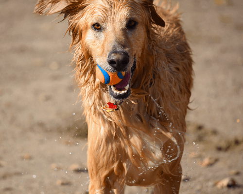 Your Dog Ate A Rubber Ball? [Here's What You Need To Know]... - Fun With Pups