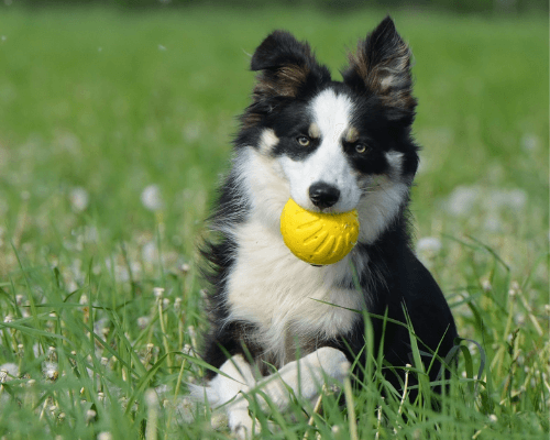 dog touches ball it starts bouncing