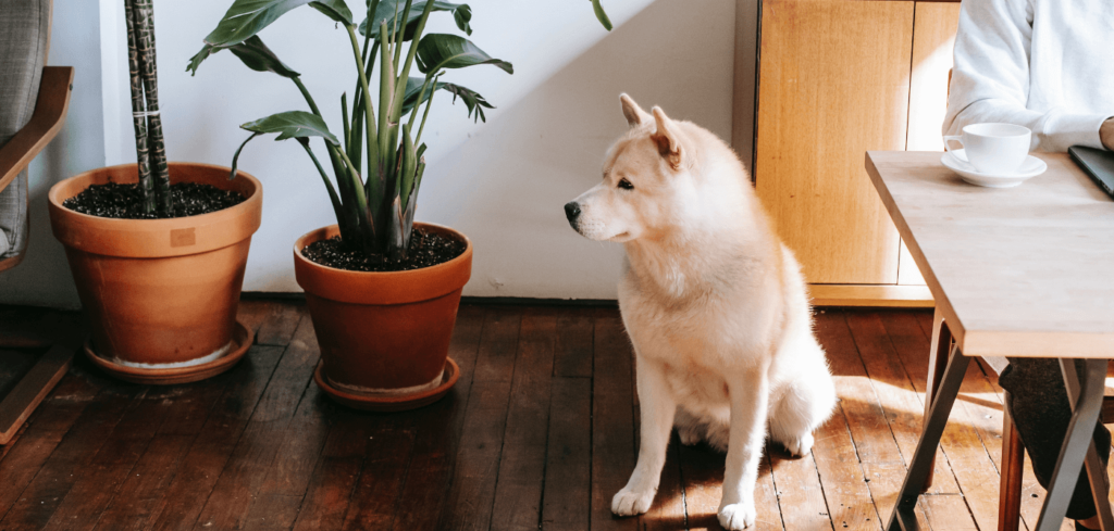 Your Dog Ate Potting Soil? [Heres What You Need To Know]…