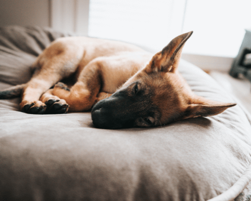 are silicone ear plugs toxic to dogs