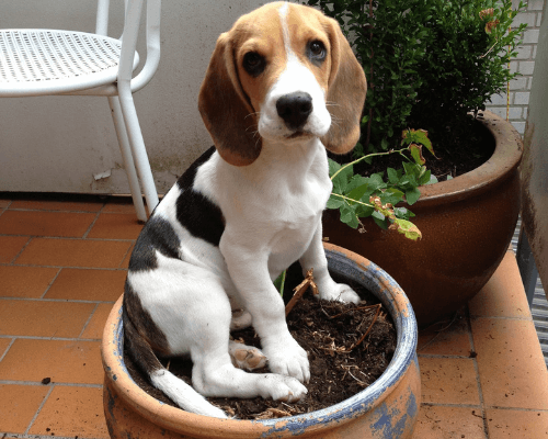 can my dog get sick from eating potting soil