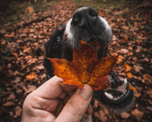 can puppies eat leaves