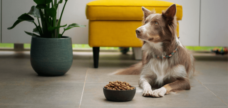 Your Dog Swallowed Food Down The Wrong Pipe? [Here's Everything You