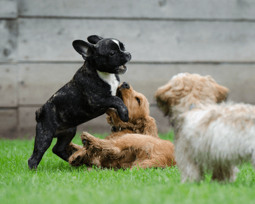 Why Does My Dog Hump And Bite Me? [Here's Why And How To Stop It