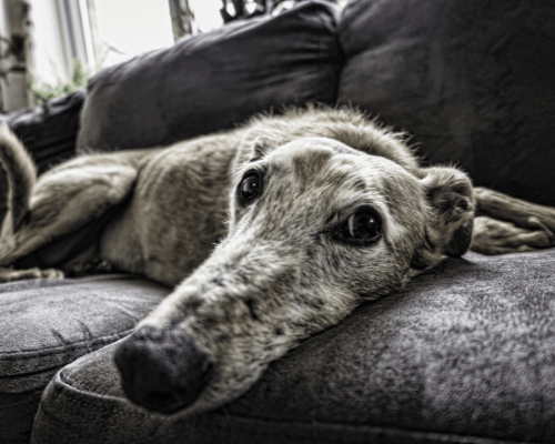 pros and cons of spaying an older dog
