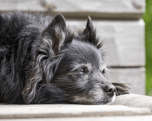 will neutering an older dog stop aggression