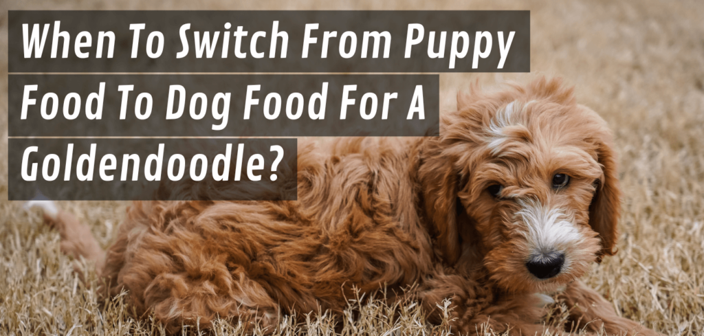 When To Switch From Puppy Food To Dog Food Goldendoodle