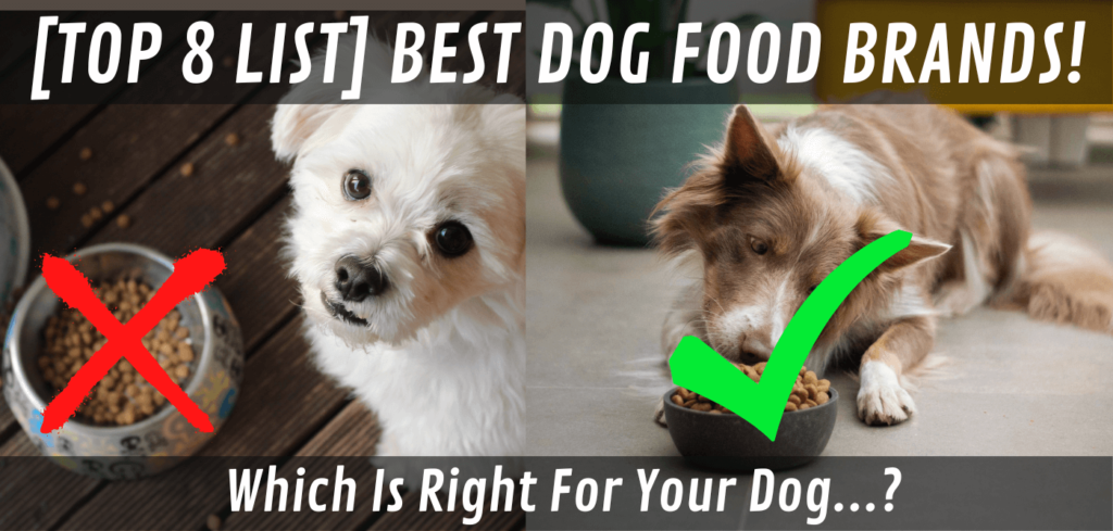 best dog food brands