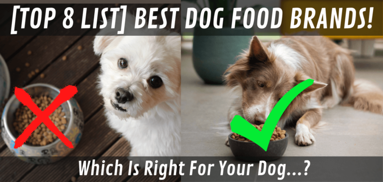 top-8-list-best-dog-food-brands-which-is-best-for-your-dog