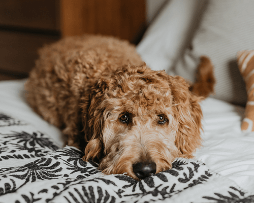 best dog food for goldendoodles puppy