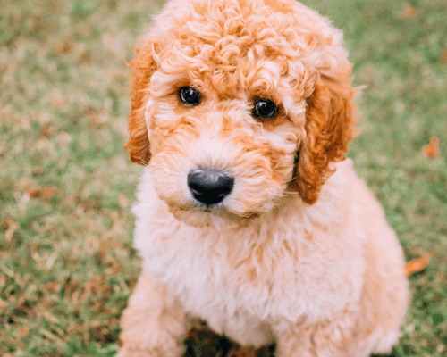 best dog food for mini goldendoodles puppy