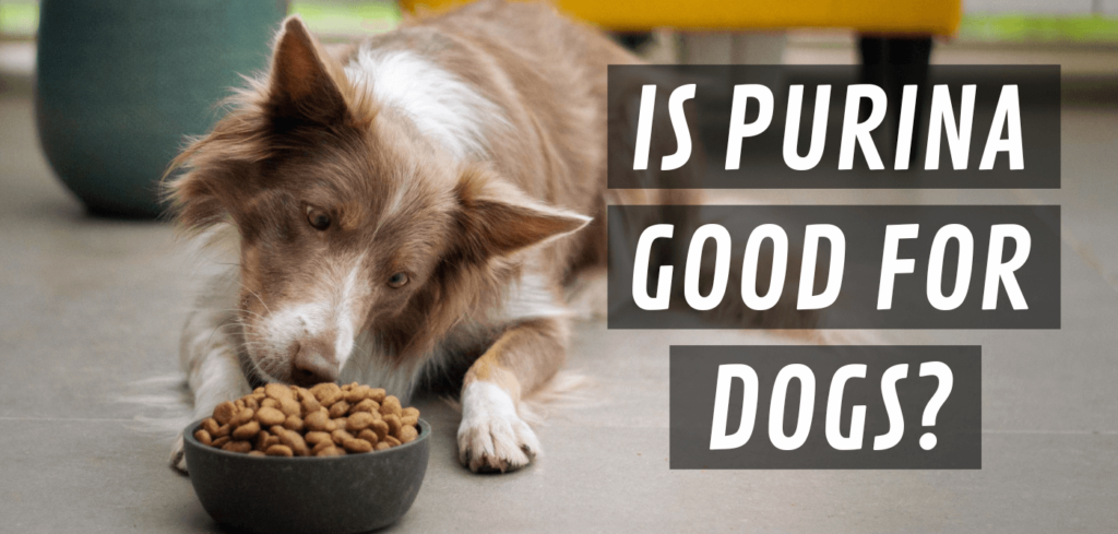 is purina good for dogs