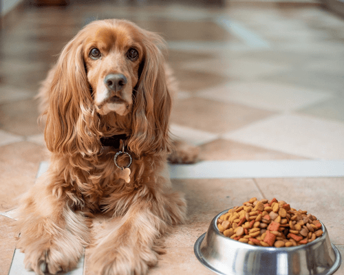 is purina pro plan good for dogs